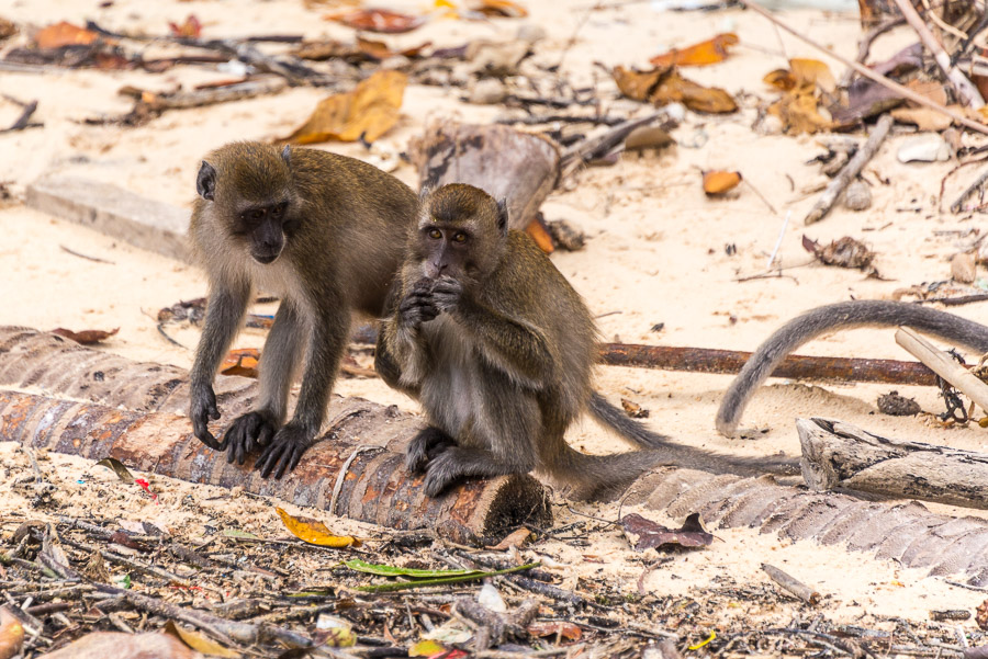 Wild Monkeys and View Point