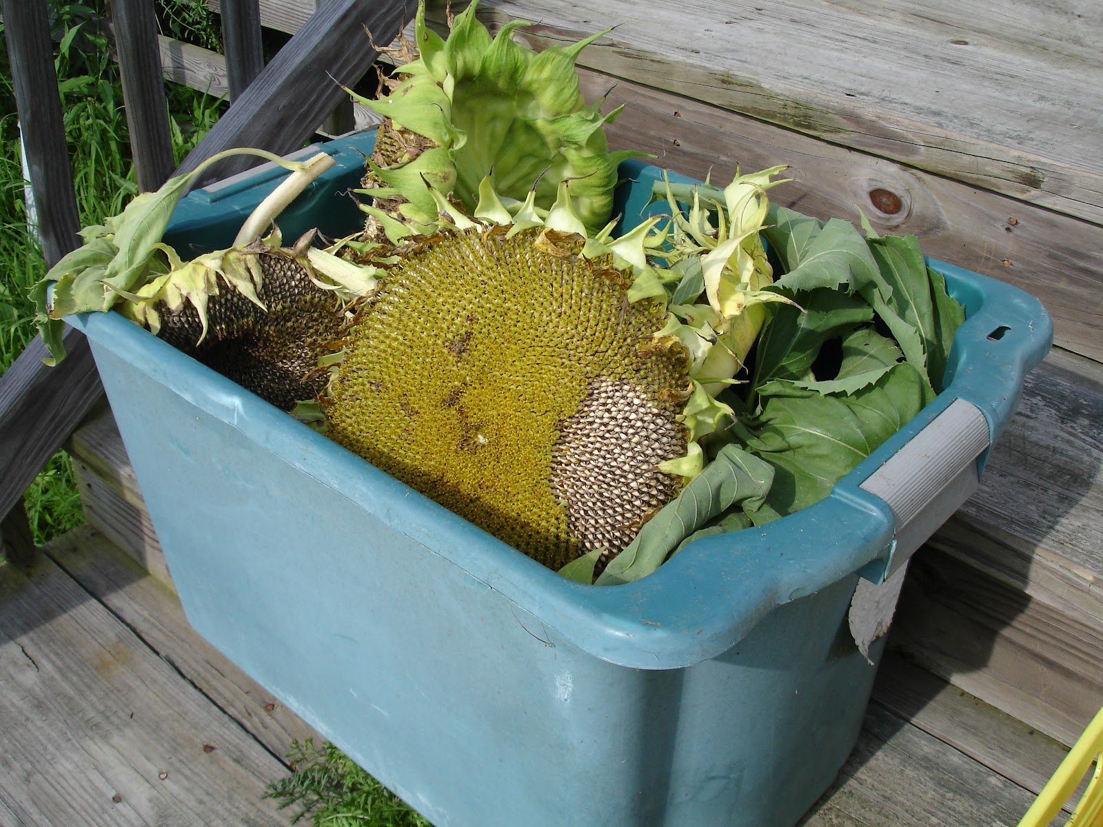 Wormsacrawling farm Sunflower Harvest