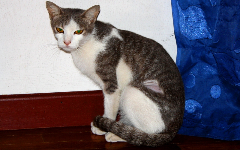 Krystal's female cat, spayed AnimalCare
