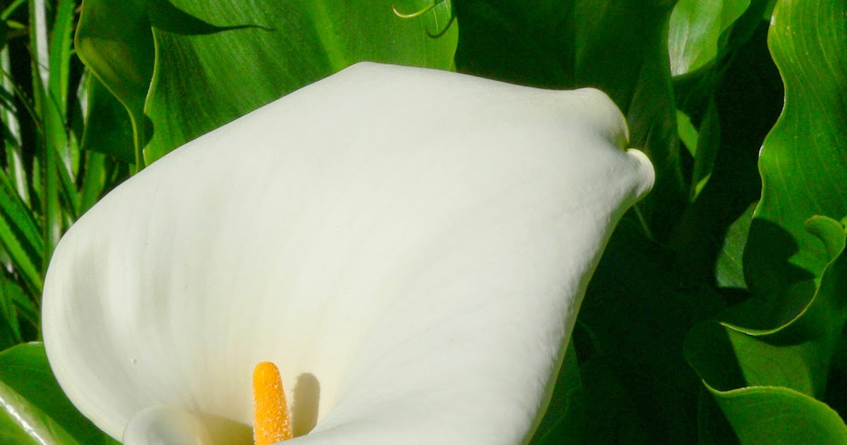 Aggregata Plants & Gardens Funeral flower, calla lily or death lily