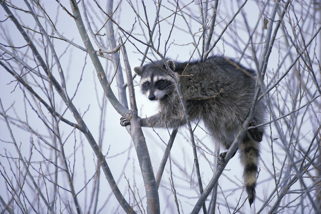 raccoon tie