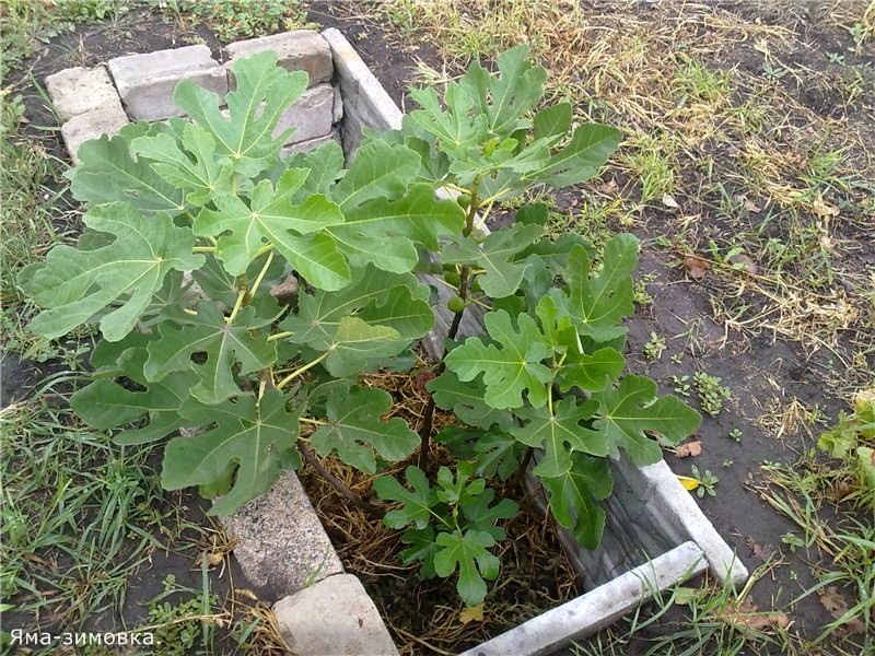 Инжир посадка и уход в открытом грунте Инжир посадка и уход в открытом грунте