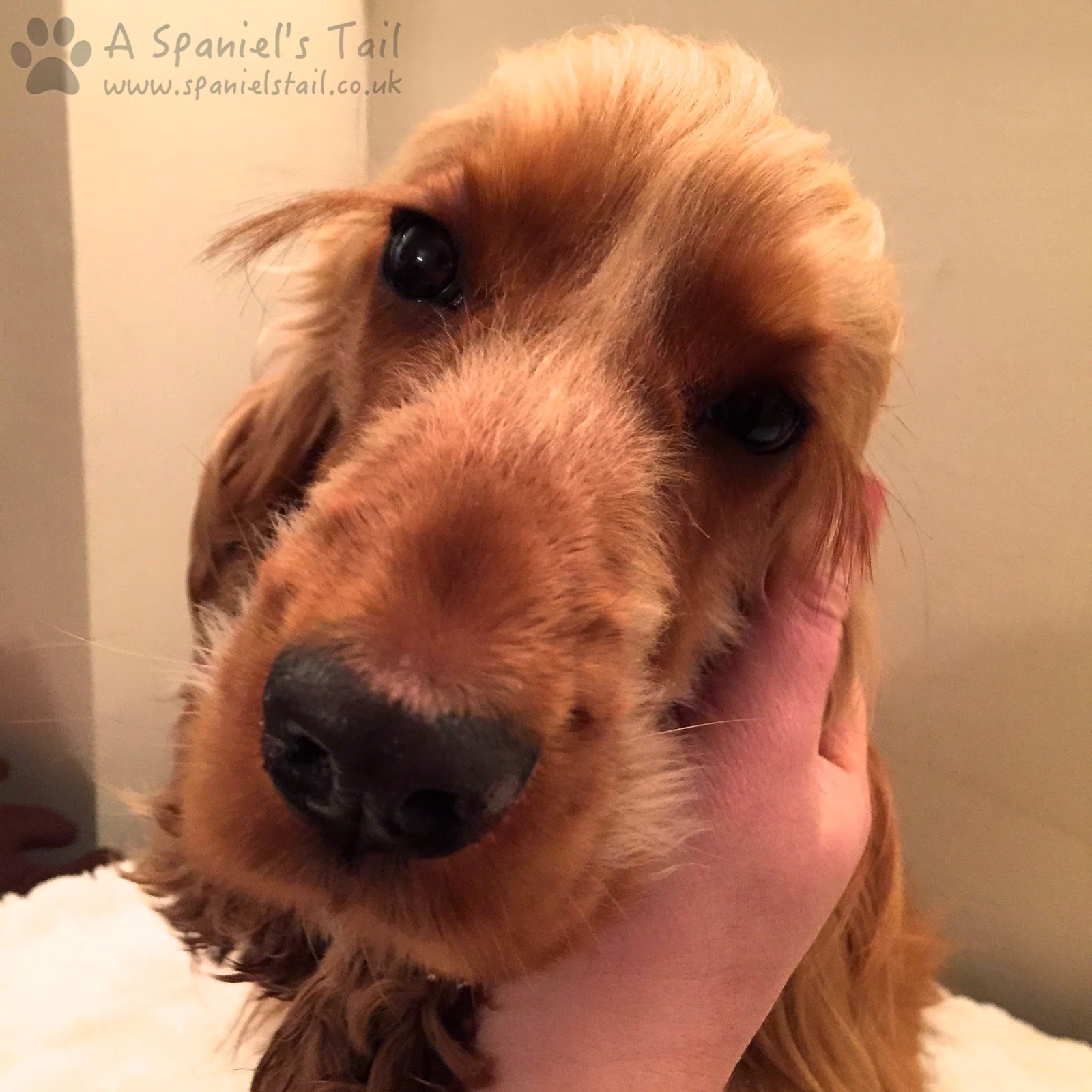 Can You Put Powder In Dogs Ear Can You Put Powder In Dogs Ear