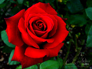 Red Rose images