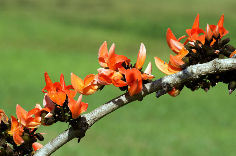 flower dictionary parrot tree