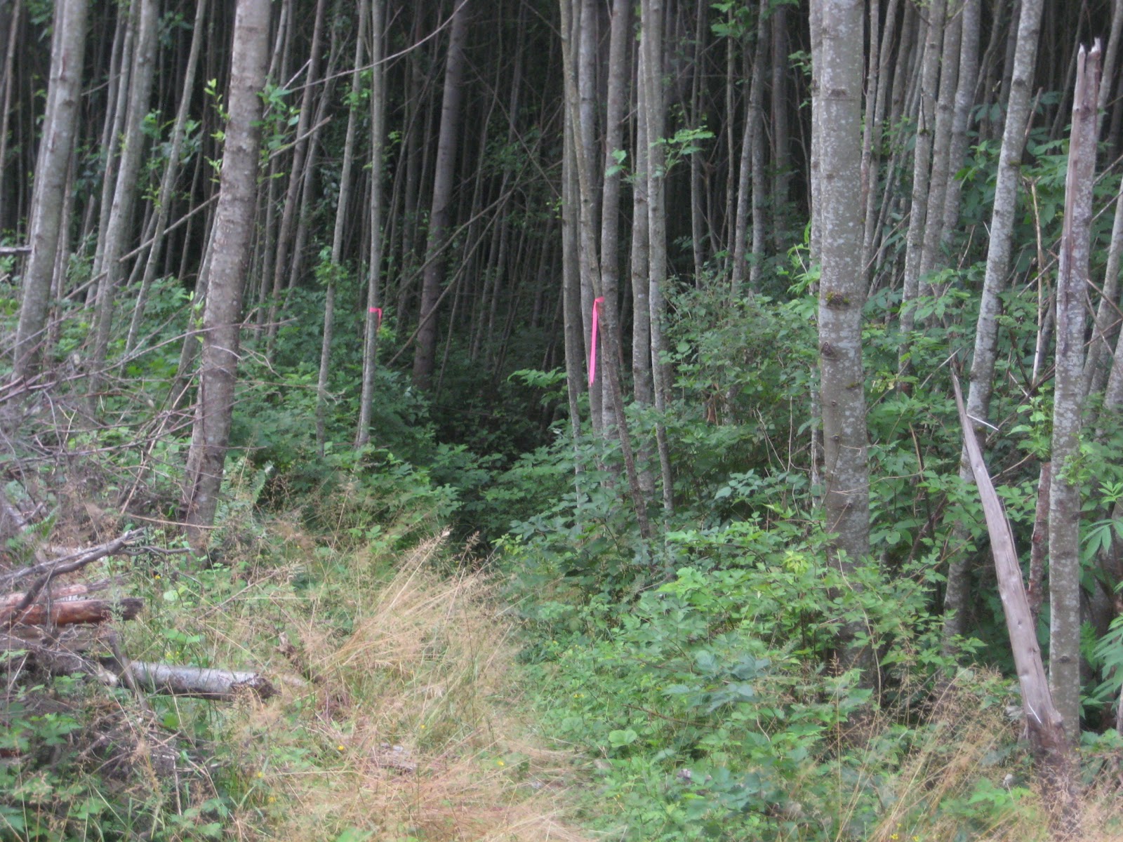 Galbraith Hiking Loop Tower Road to Summit; return via Scorpion and