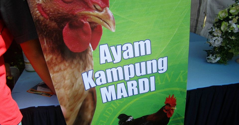Khabarkini Ayam Kampung Mardi Daging Pejal Telor Banyak