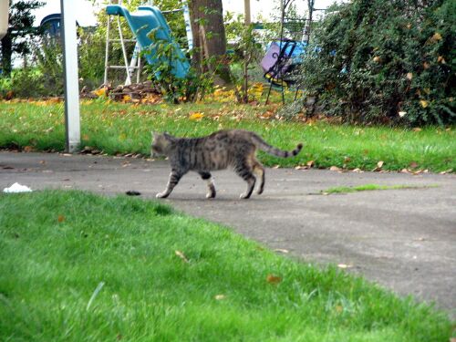 Cats Ear Snipped After Fixed Cats Ear Snipped After Fixed