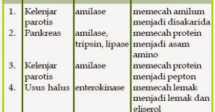 TEST KELAS XI IPA SMA SMSTR 2 | Materi dan Soal Biologi
