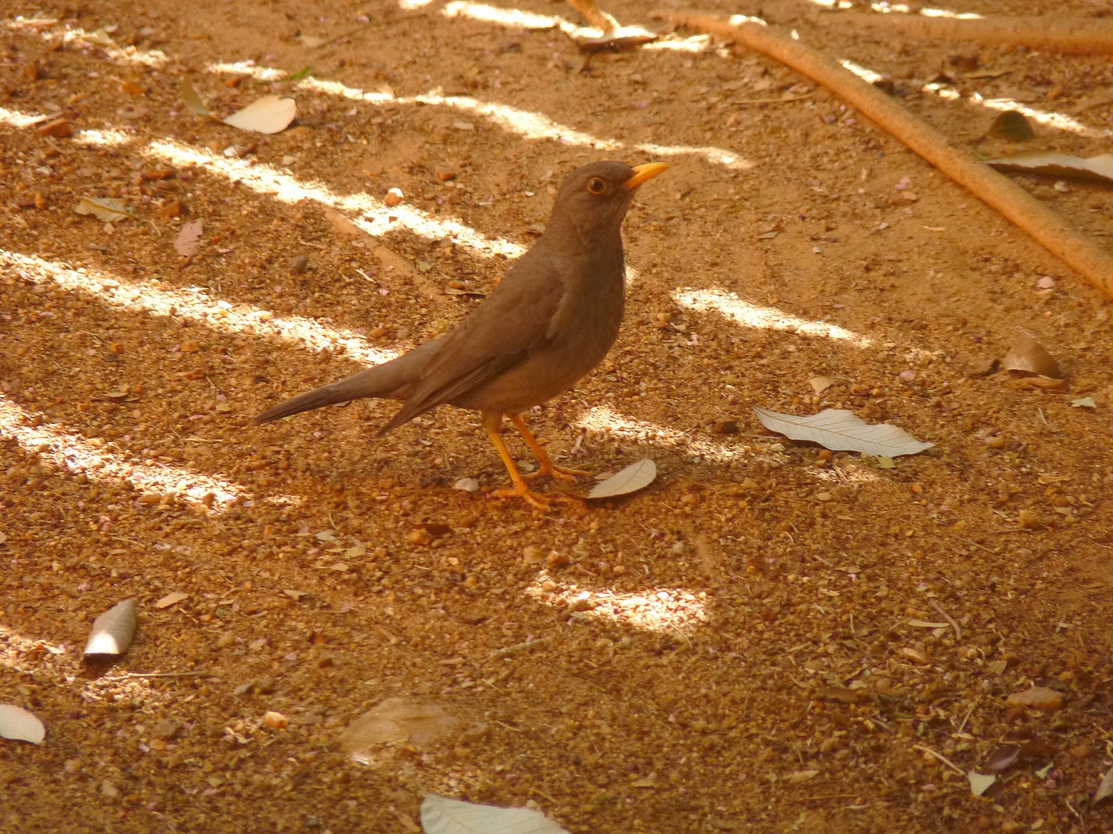 Birding For Pleasure Birds in My Friends' Garden in Johannesburg