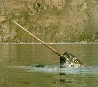 narwhal narwhal whale fish species horn rare artic