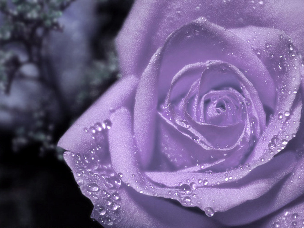 Purple Flowers Purple Flowers