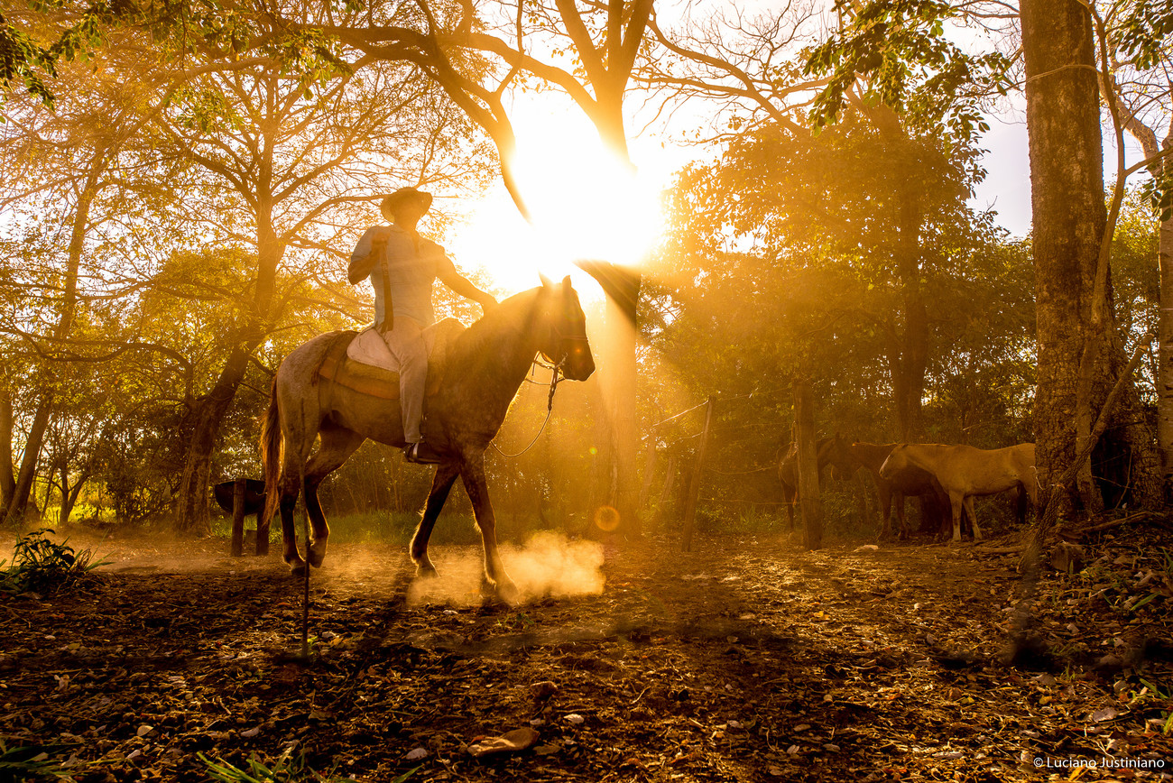 cavalo pulador pantanal 
