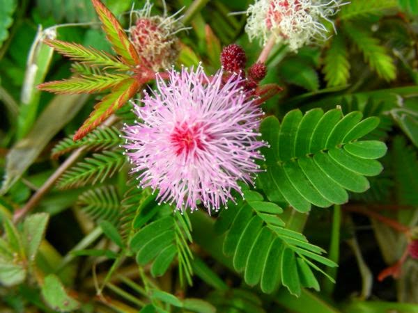  Tumbuhan yang daunnya selalu mengkerut saat disentuh Khasiat Dan Manfaat Putri Malu (Mimosa Pudica)  