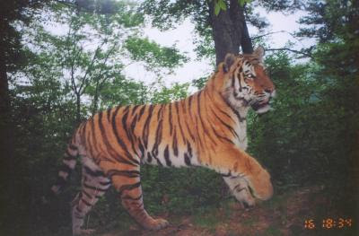 Distemper Killing Amur Tigers wild 2Bamur