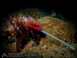 Anilao Diving Underwater Photography |Dive Resort,Dive Package