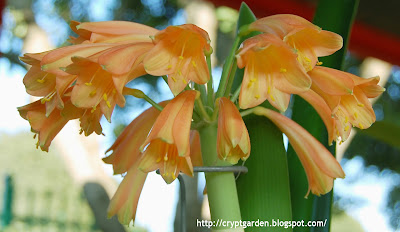 Clivia Interspecific