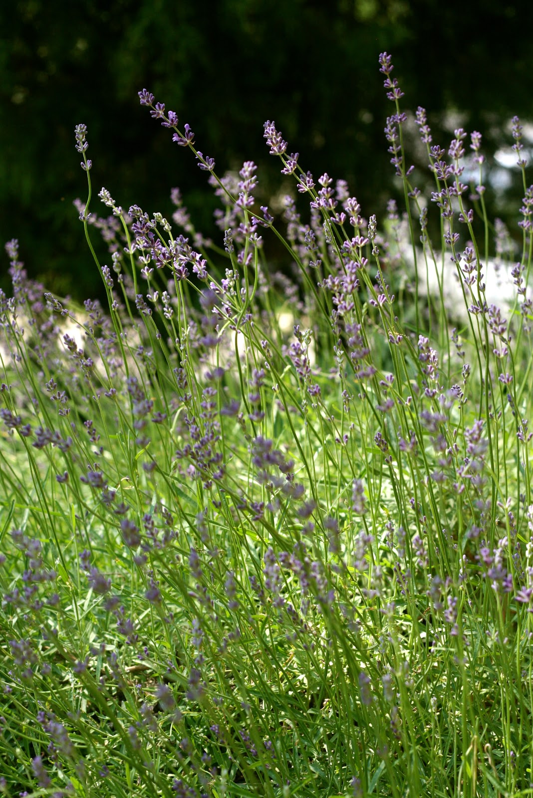 The Little Backyard Farm How to dry lavender