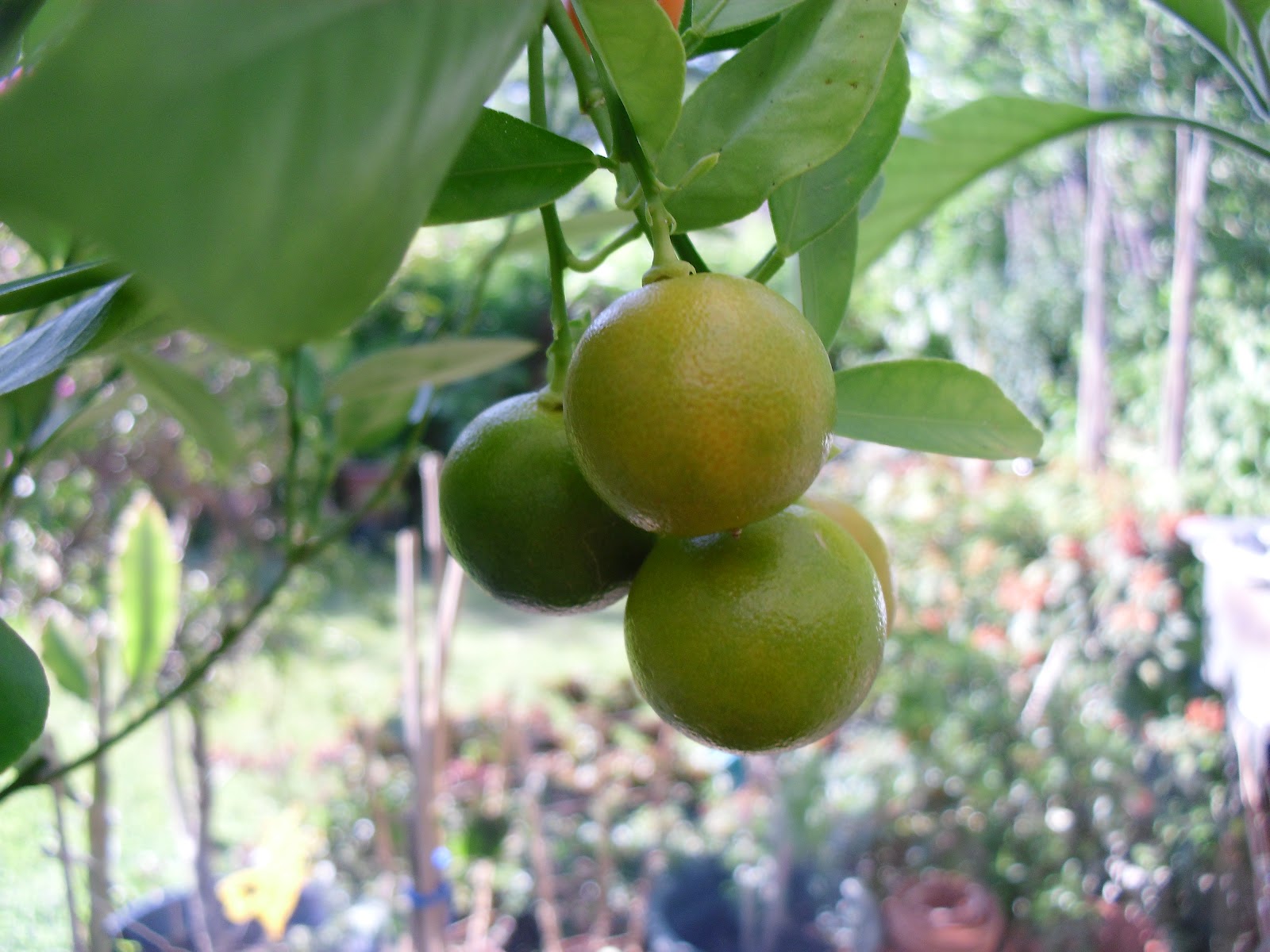 Kira's Cooking Blog Calamondin/Kumquat/Yuzu Tea