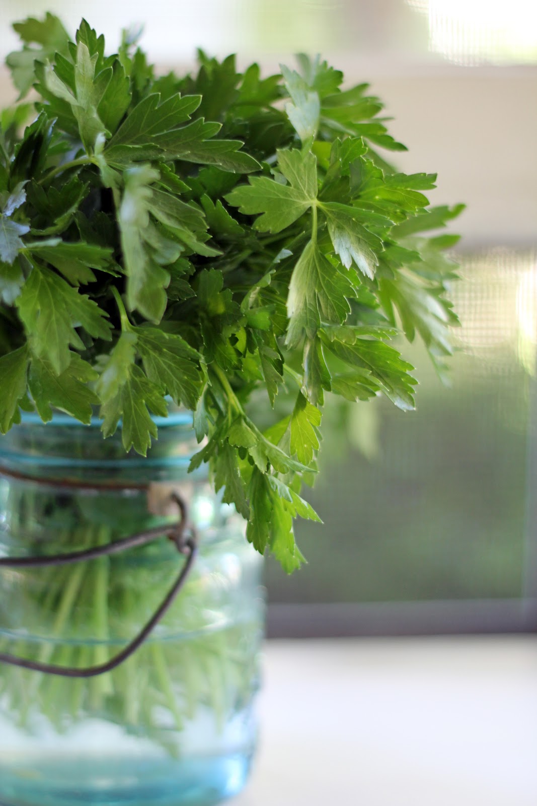 Blue Kale Road Grilled Zucchini with Parsley Sauce