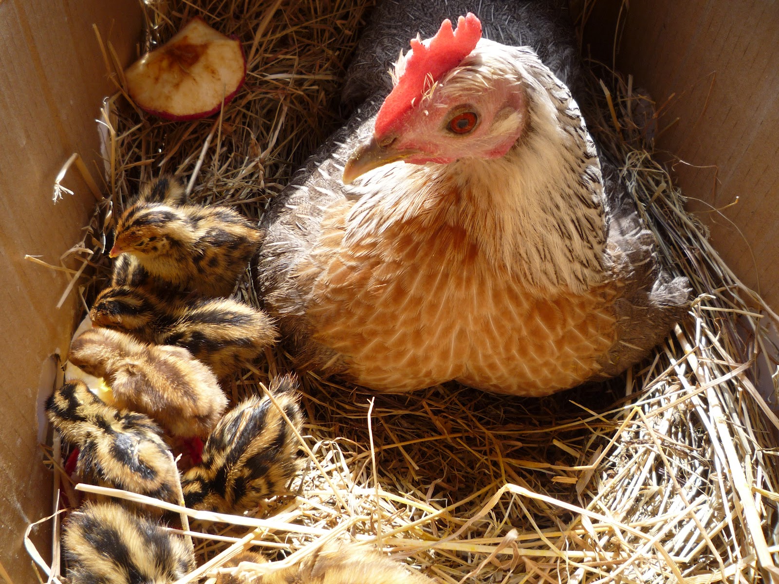 Hatching and Raising Quail Organically with a Hen Part 2 - Taking you