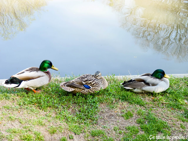 Ça titille les papilles ! Canards, Colvert, Lac, contraste