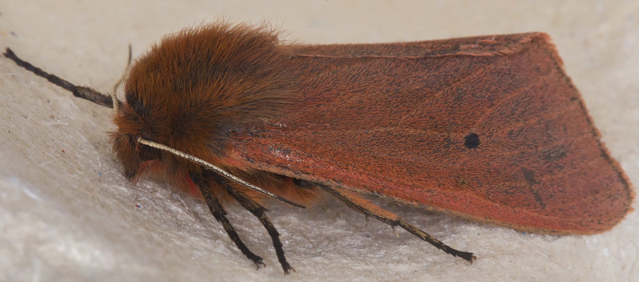 Ruby Tiger, Phragmatobia fuliginosa fuliginosa. Hayes, 14 September 2014. Ruby Tiger, Phragmatobia fuliginosa fuliginosa. Hayes, 14 September 2014.