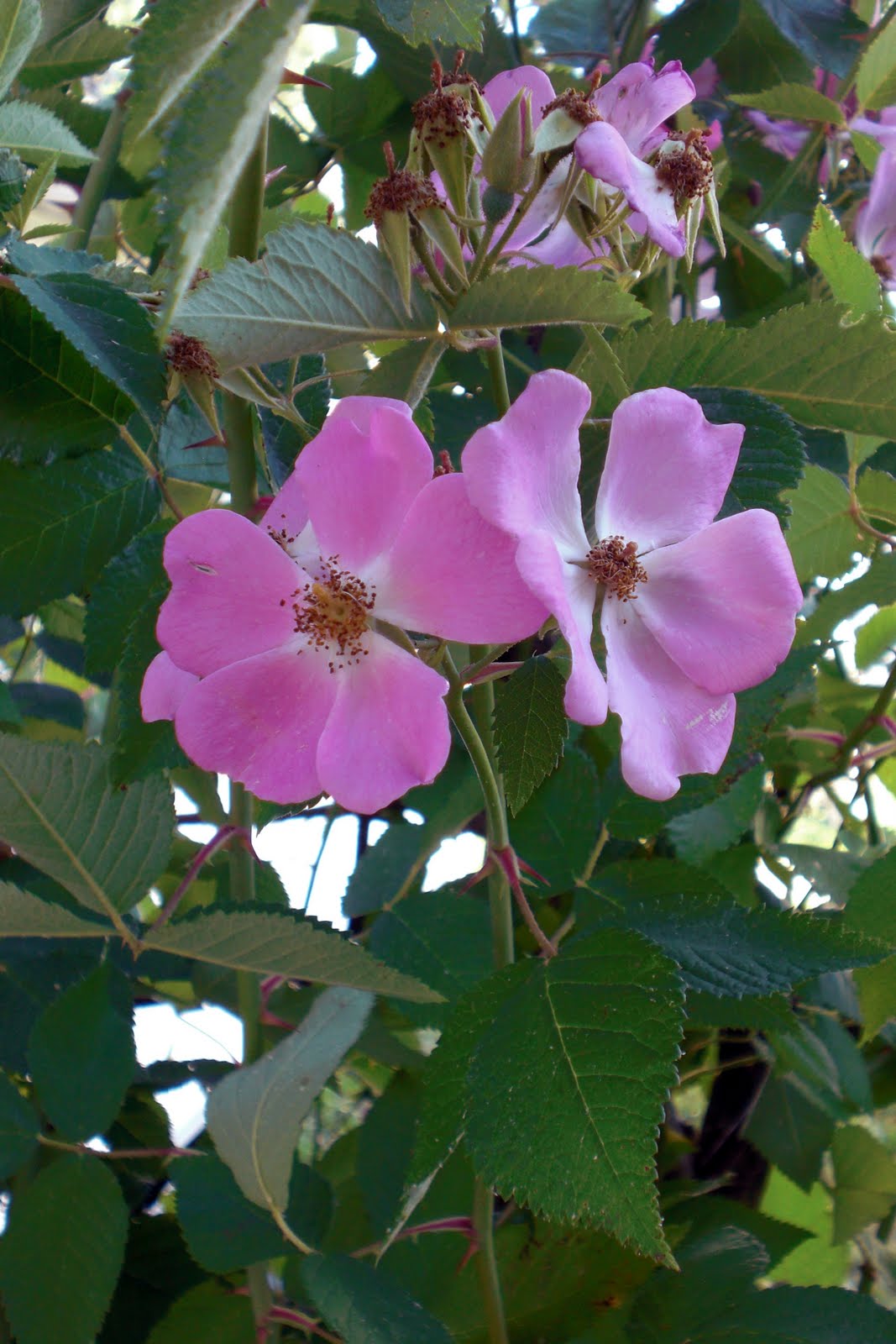 The Violet Fern Going Native Climbing Prairie Rose