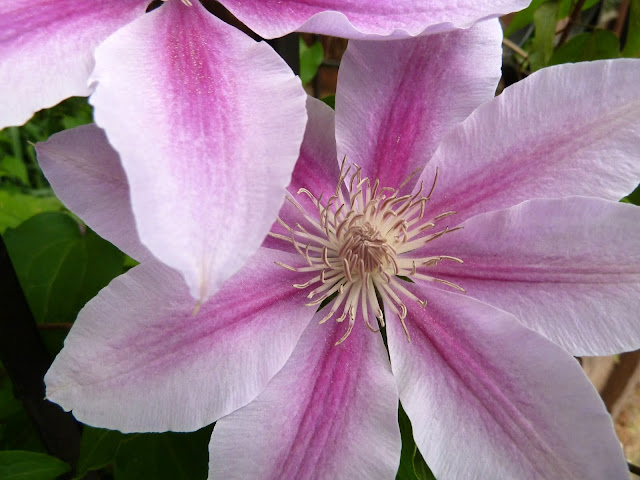 Clematis flower, Prospect Heights, Brooklyn