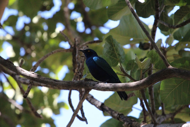Blue-eared Starling Lamprotornis chalybaeus