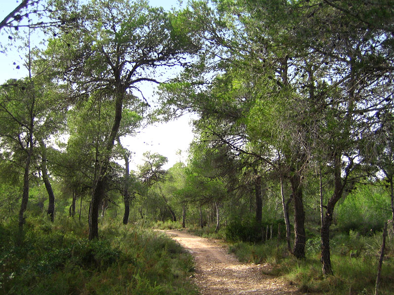 BTTrackManía Parque CabeceraValternaLa ElianaLa Vallesa44 km330m