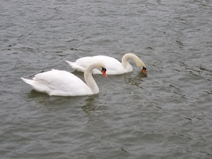 A pair of swans in the sea off  Suomenlinna. Fortress Island.