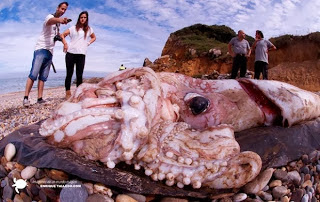 Fantastis, Ditemukan Cumi-cumi Raksasa Berat 200 Kg! Fantastis, Ditemukan Cumi-cumi Raksasa Berat 200 Kg!