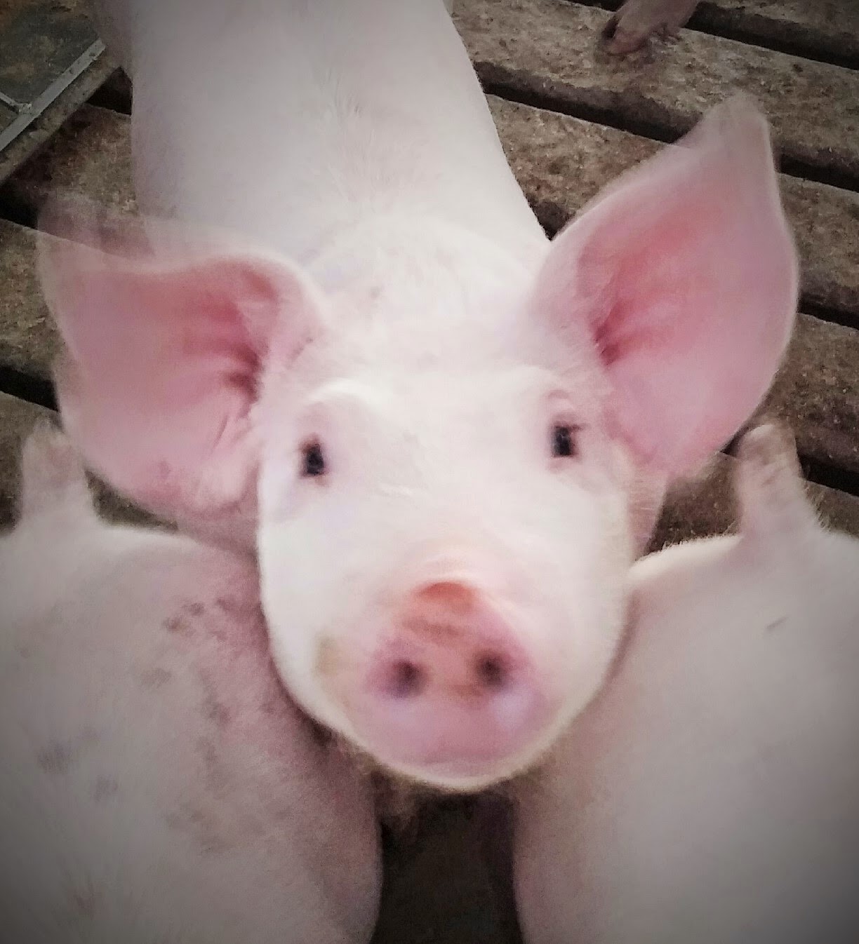 Fit to Farm Good Production Practice Managing Herd Health