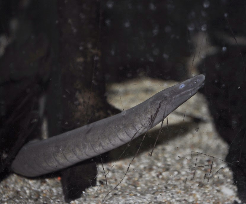 ZOOTOGRAFIANDO (MI COLECCIÓN DE FOTOS DE ANIMALES) CULEBRA CIEGA / RIO