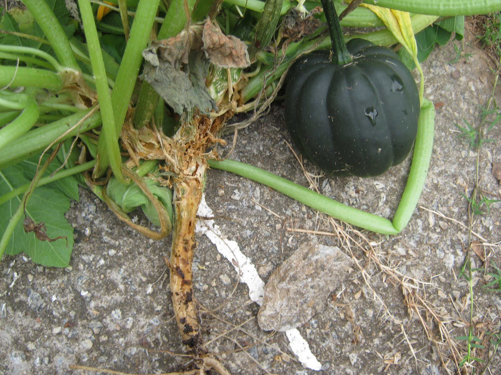 ATLANTA VEGGIES Squash Vine Borer Unveiled
