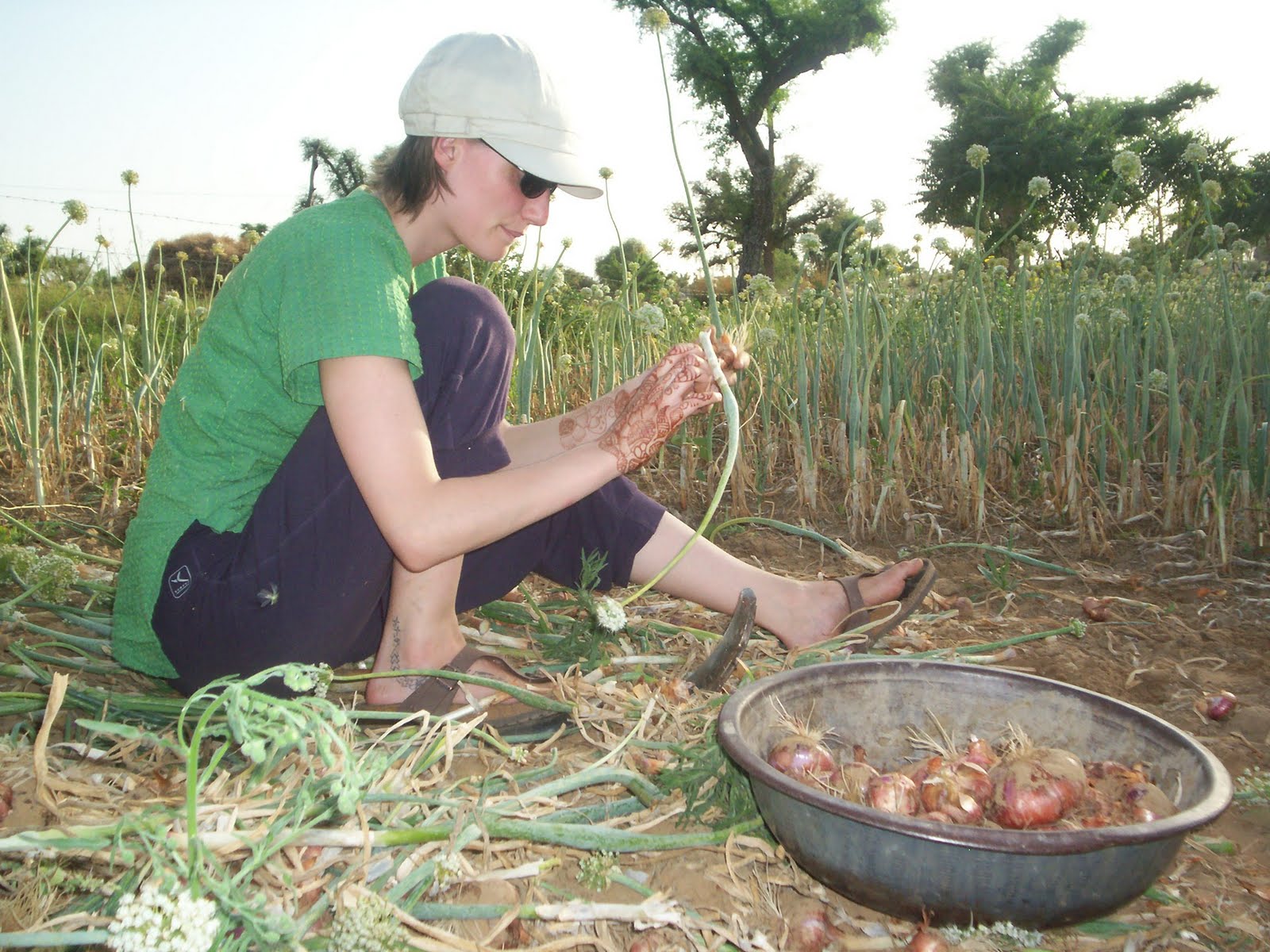 Business Ideas Small Business Ideas How to Start Onions Farming Business