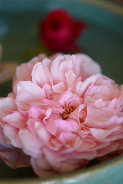 rose St. Swithun, Monday vase meme, small sunny garden,  roses, david austin rose