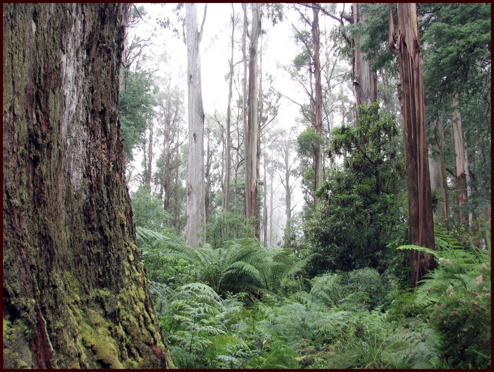 Water Catchment Melbourne