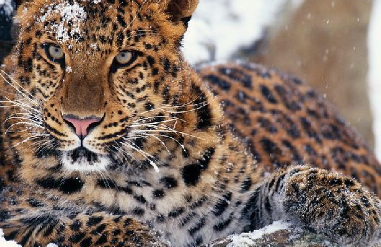 Animal Pedia: Amur Leopard- Most Critical Endangered Leopard