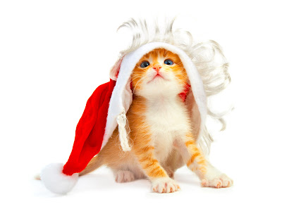 Apple-Holiday-Cat-Christmas-Cute-Animals.jpg