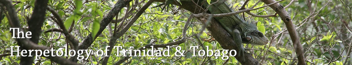 The Herpetology of Trinidad and Tobago