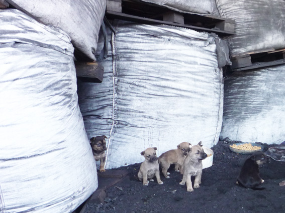 Fauna Urbana 16 CACHORRITOS Y 5 PERRAS SIN CASTRAR DETECTADOS