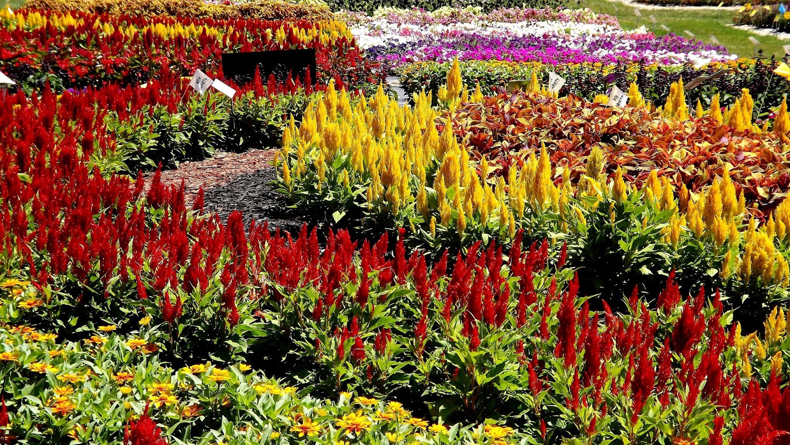 Flower Garden Tour in Southern Michigan