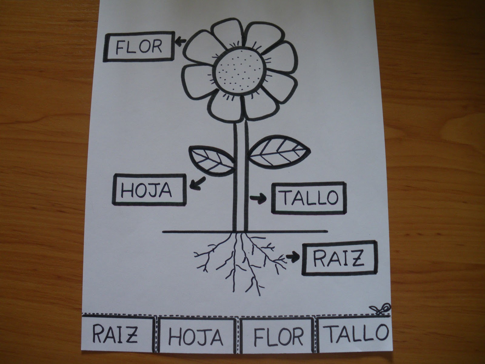 coleferroviario: LAS PARTES DE LAS PLANTAS