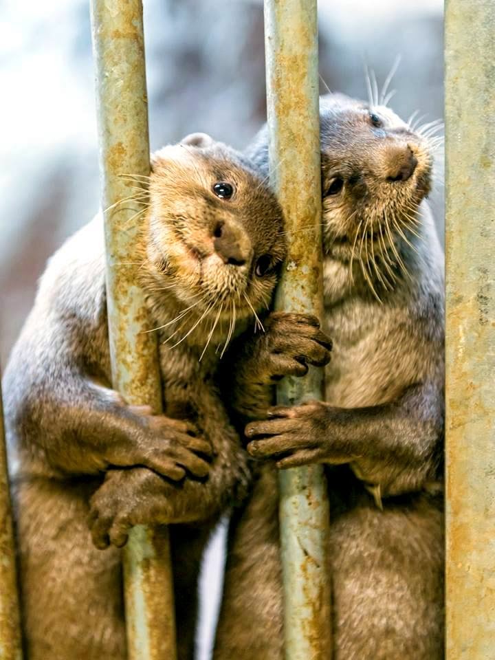 Aksi Binatang Di Zoo Relaks Minda