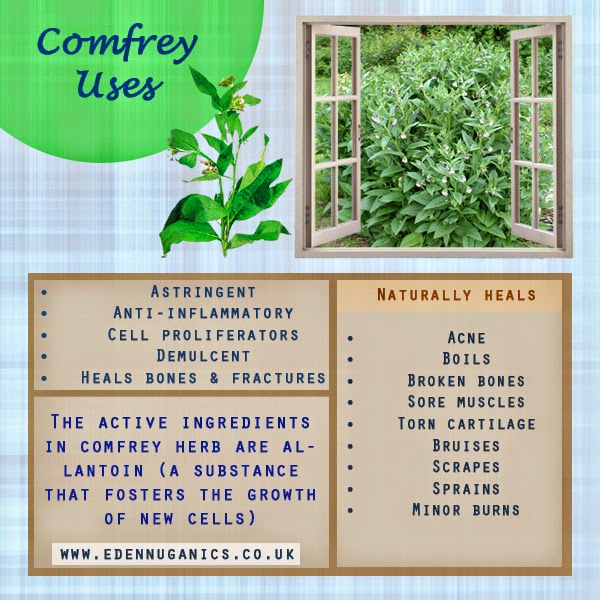 Eden Nuganics Blog The Healing Benefits of Comfrey