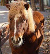 Horses (Equus caballus) and Draught Horse Showing (flaxen chestnut pony portrait)