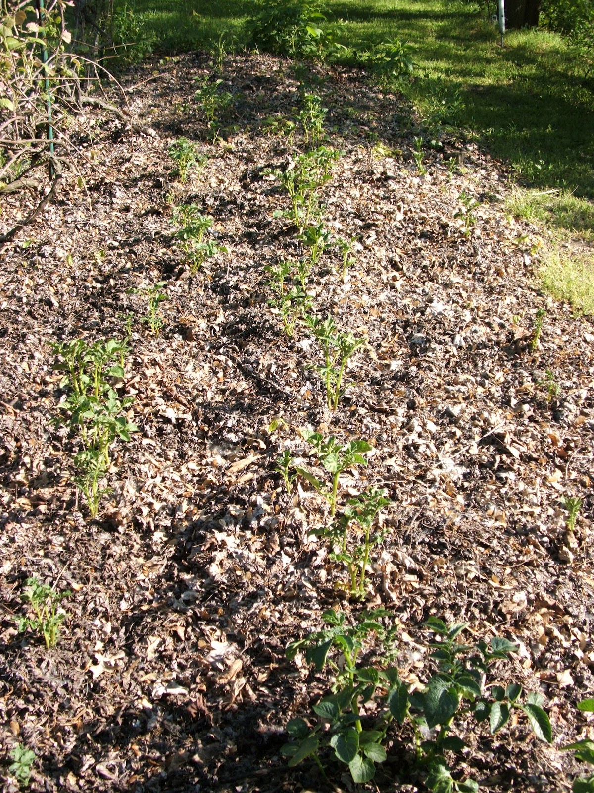 God's Growing Garden Planting Potatoes in a Compost Pile??
