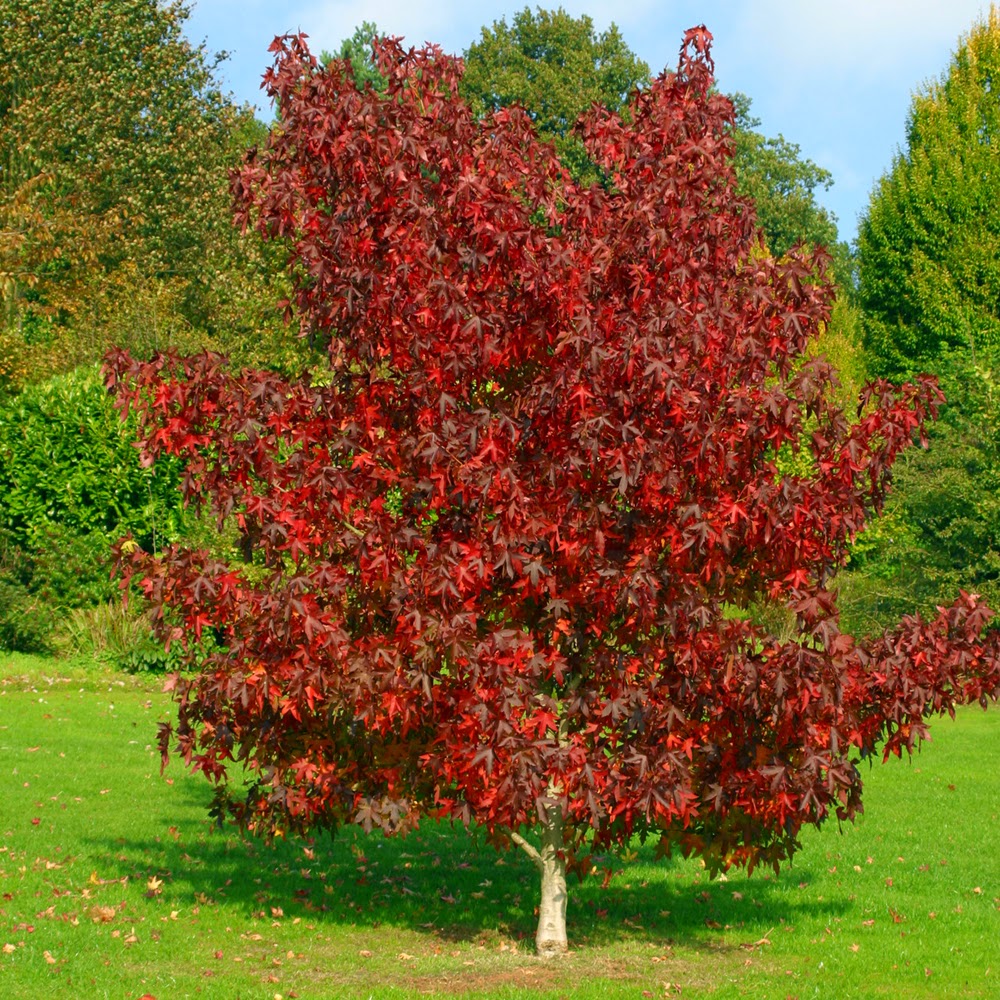 planter un liquidambar